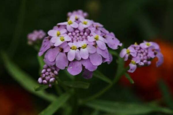 蜂室花怎么播种