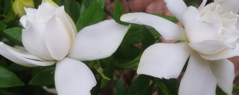 夏天怎样养小叶栀子花