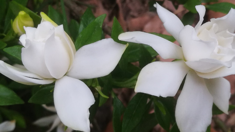 夏天怎样养小叶栀子花