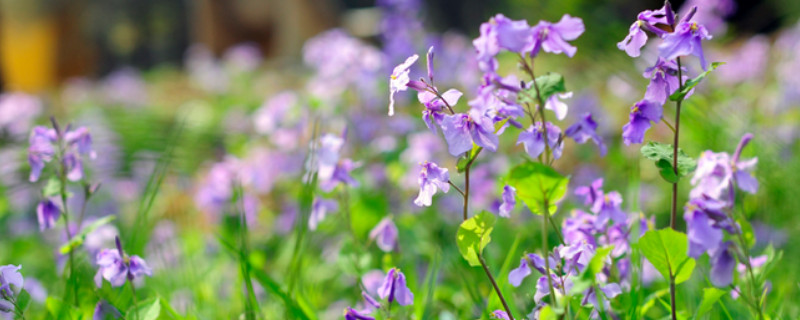 二月兰开花时间