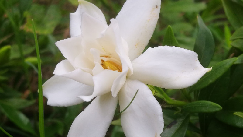 小叶栀子花移植枯萎怎么办