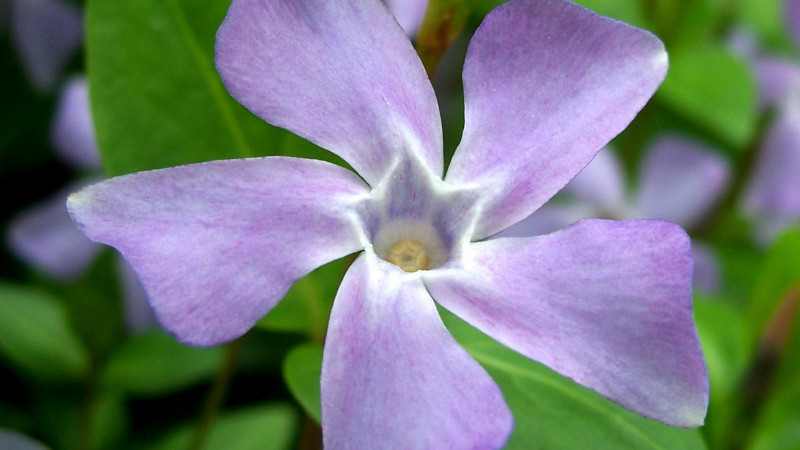 长春花怎么水培生根