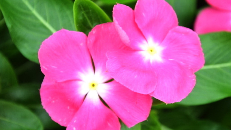 长春花籽怎么种