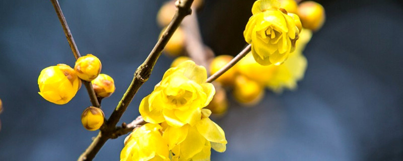 冬月开什么花
