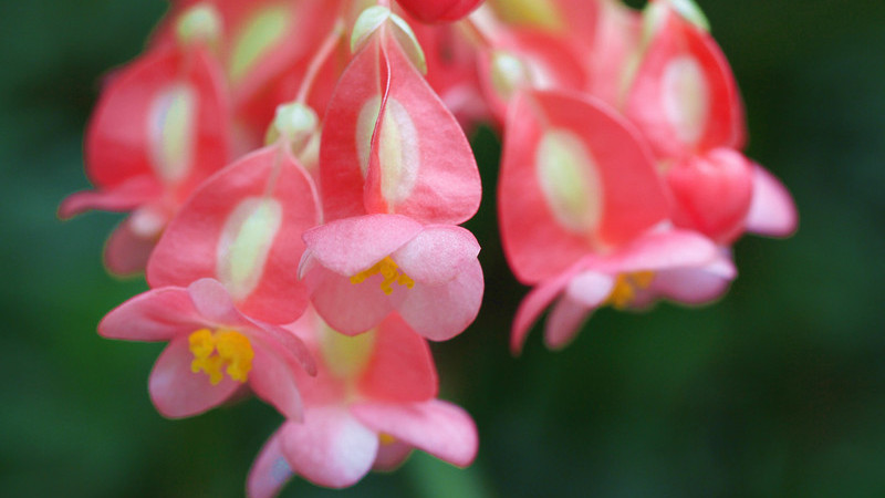 竹节海棠怎样栽培和管理