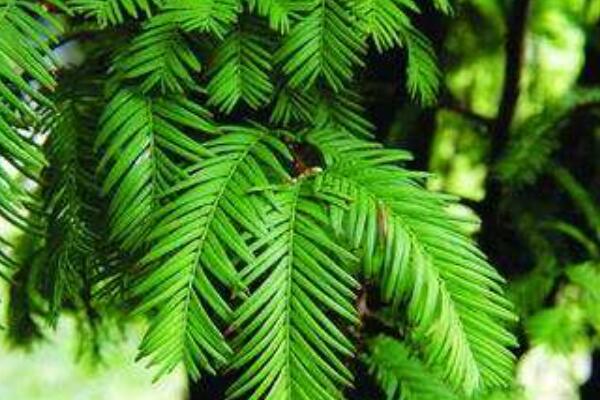 水杉的特点和生长环境