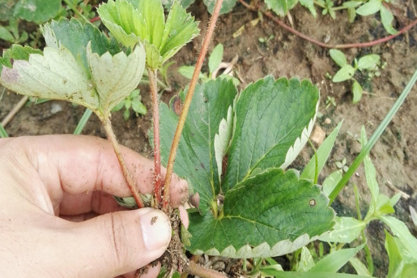 草莓苗怎么种植和浇水