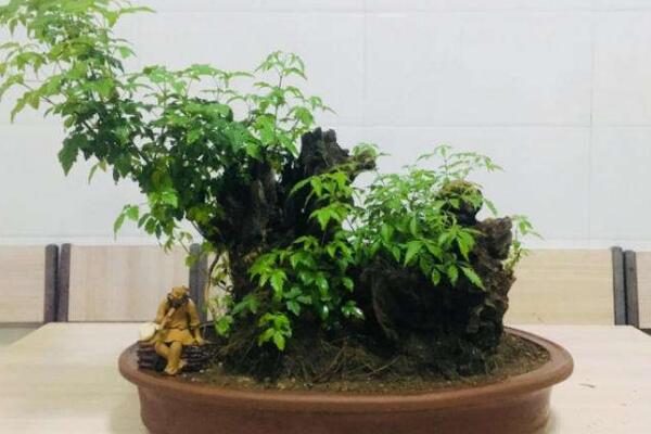 黄荆盆景寓意