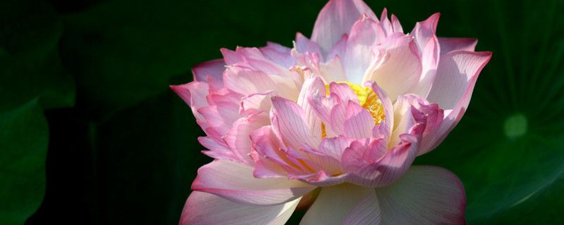 水芙蓉叶子黄了怎么办