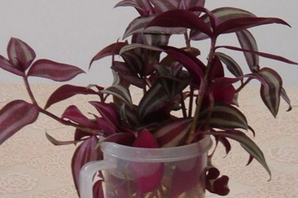 紫吊兰怎么浇水