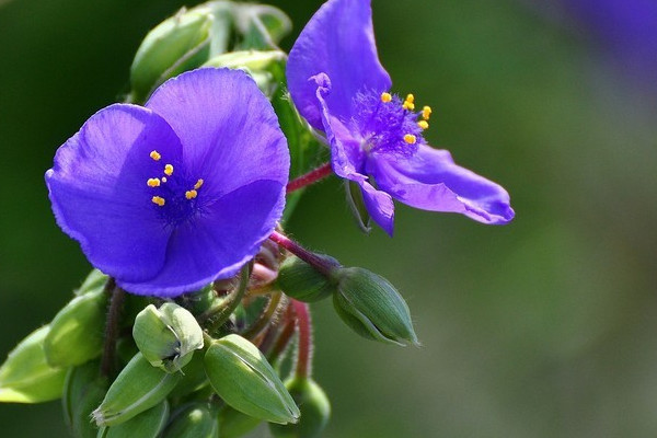紫露草花语
