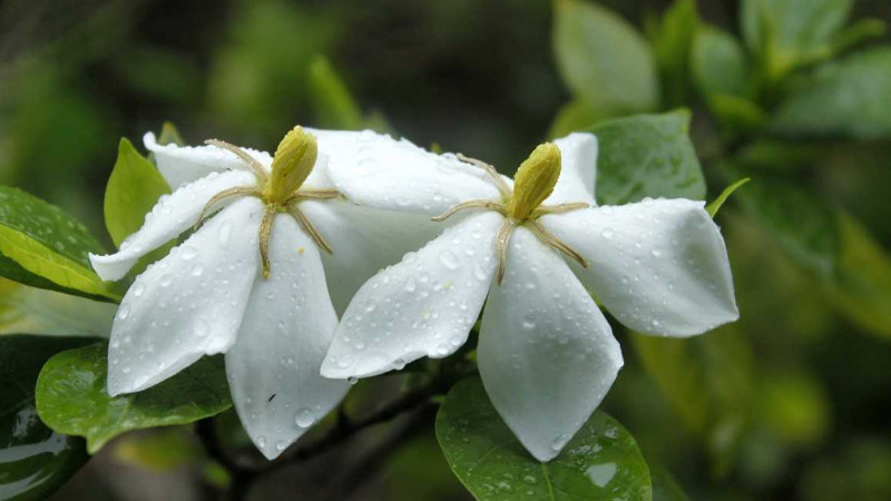 栀子花种子种植方法