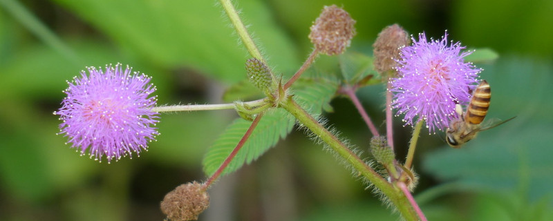 含羞草的种植与养护