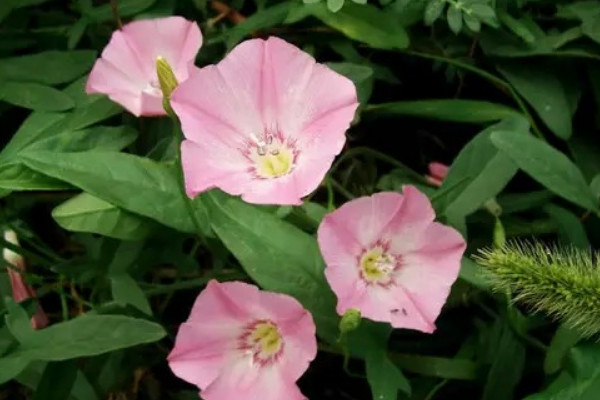 冬天室外植物怎么防冻