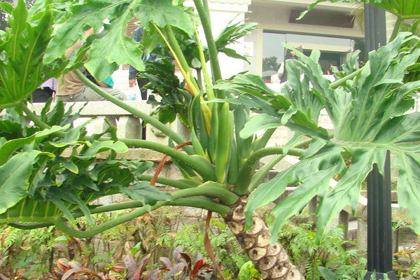 冬天室外植物怎么防冻