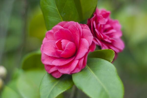 茶花夏季怎么修剪