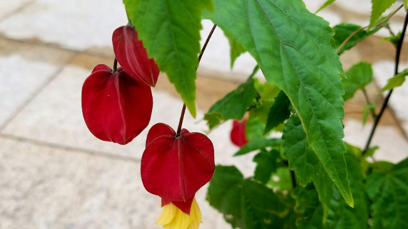 蔓性风铃花叶子打卷