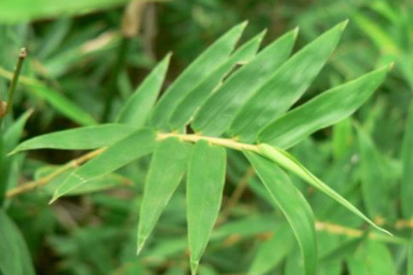 凤尾竹换盆后怎样浇水