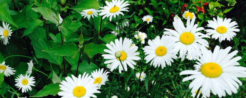 雏菊如何醒花