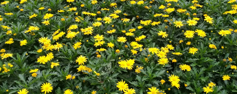 黄金菊花怎么种植方法