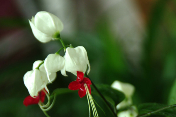 龙吐珠开花后怎样修剪