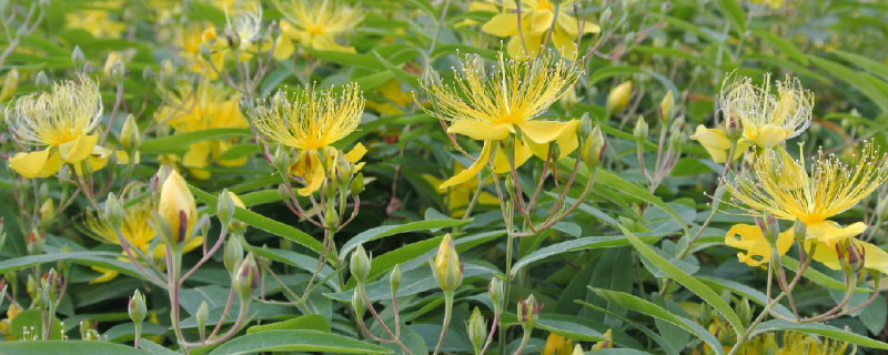 金丝桃花花语