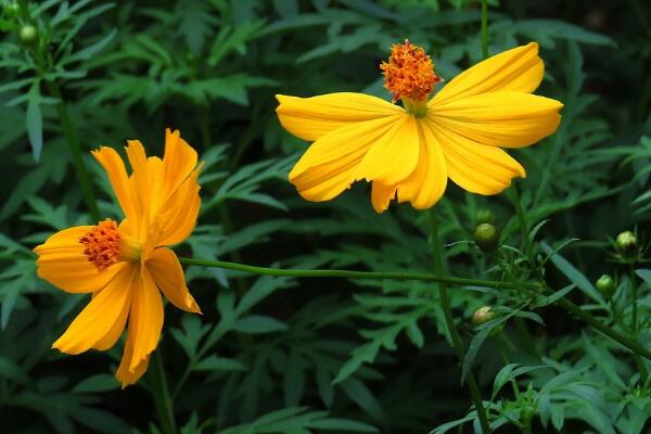 硫华菊种植方法与护理