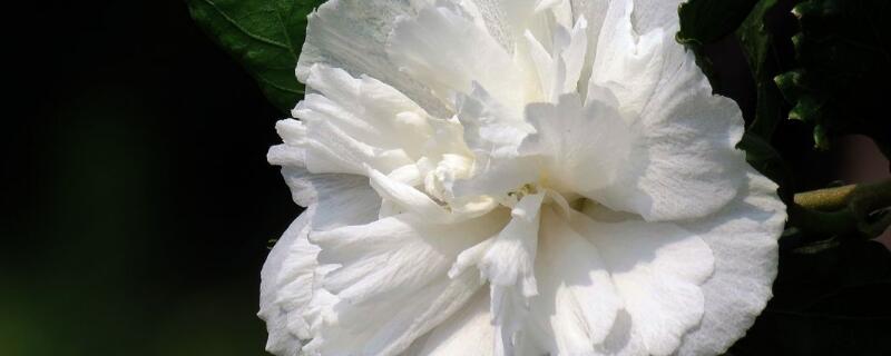 白色木槿花的花语