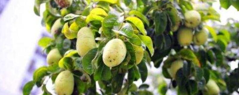 北方木瓜树怎么养护