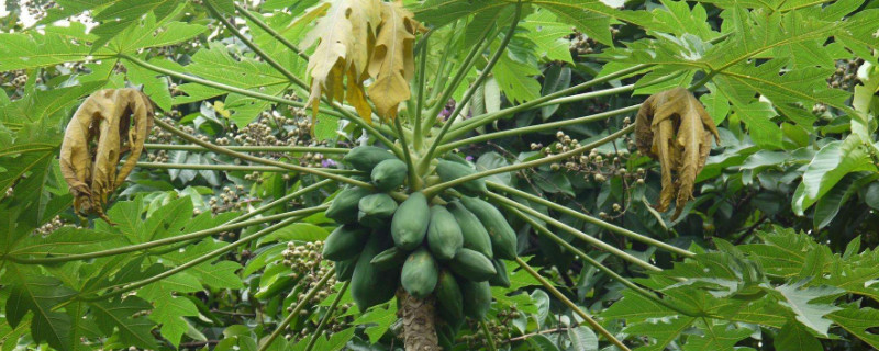 木瓜树盆景养殖方法