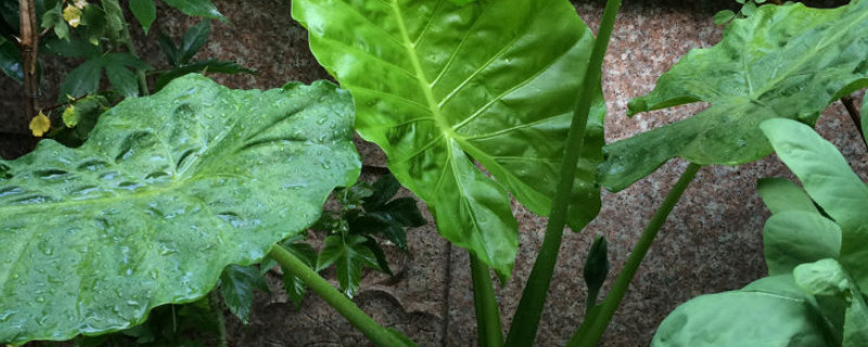 滴水观音红蜘蛛怎么治