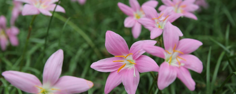 韭菜兰不开花怎么回事