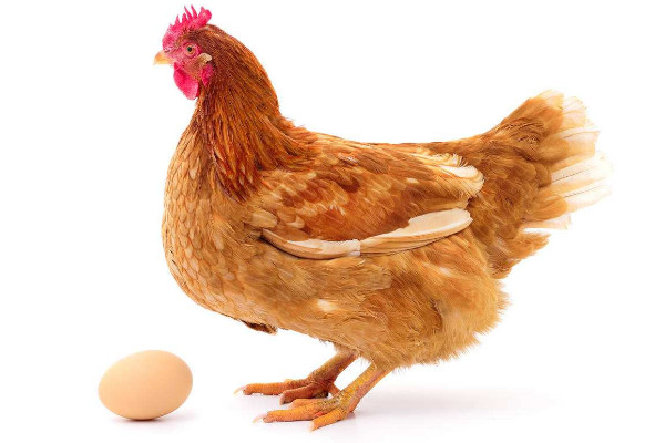 母鸡初次下蛋前征兆 发财农业网