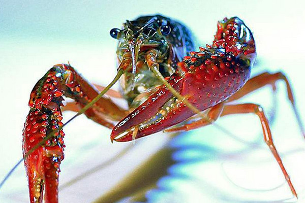 小龙虾的繁殖期是什么时候