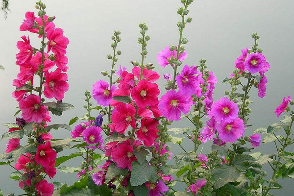 盆栽蜀葵如何过冬