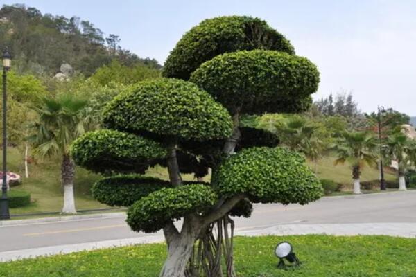 如何种植小叶榕