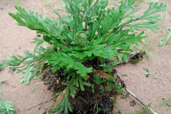 野生卷柏如何种植