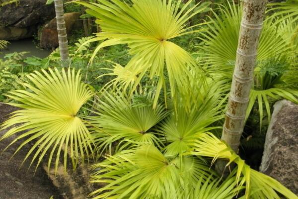 室外植物冬天怎么保温