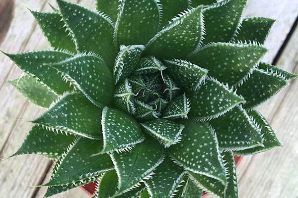 雪花芦荟和波露的区别