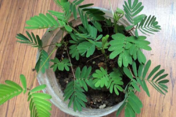 如何判断含羞草死没死