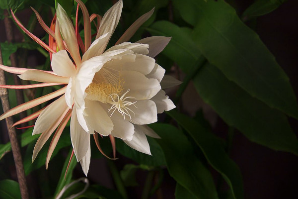 琼花和昙花的区别