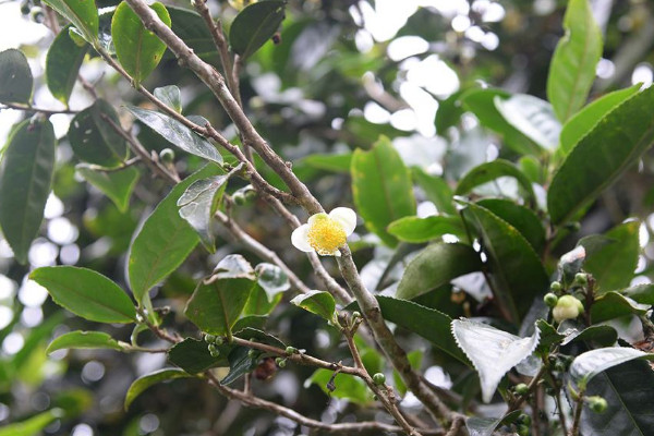 普洱茶树在北方怎样种植