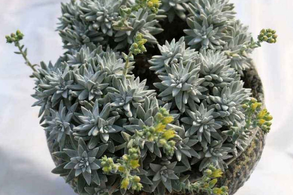 怎样促进白菊分头
