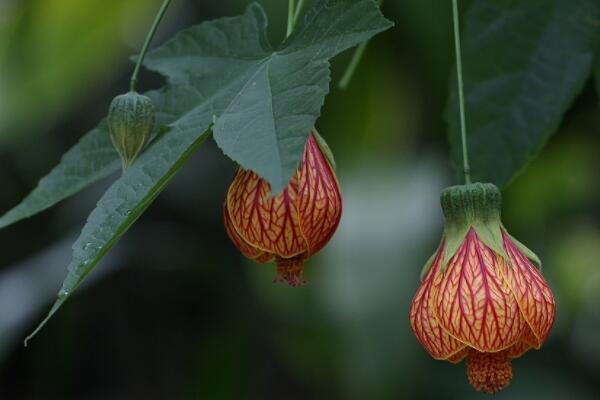 纹瓣悬铃花黄叶怎么办