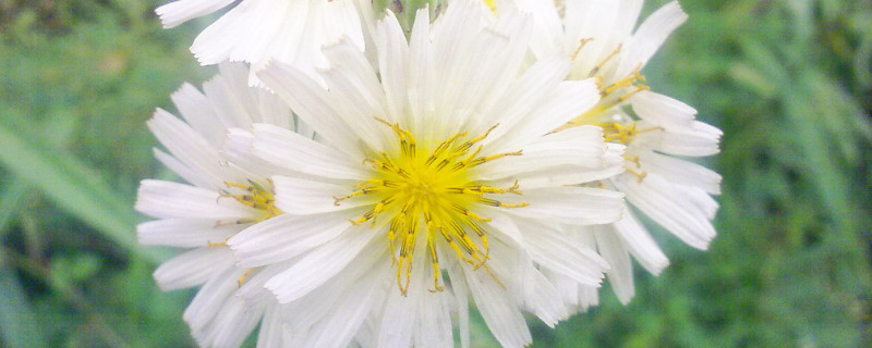 小雏菊怎么醒花