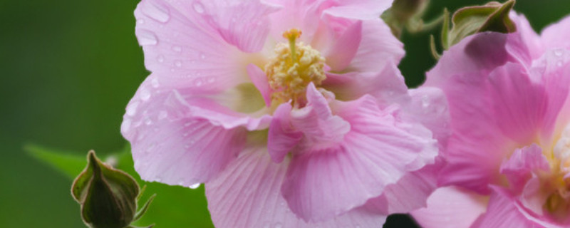 草本芙蓉花怎么繁殖