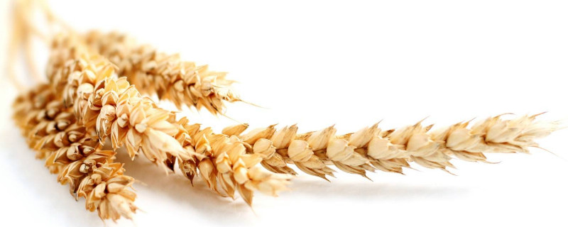 小麦的种植与管理技术 —【发财农业网】