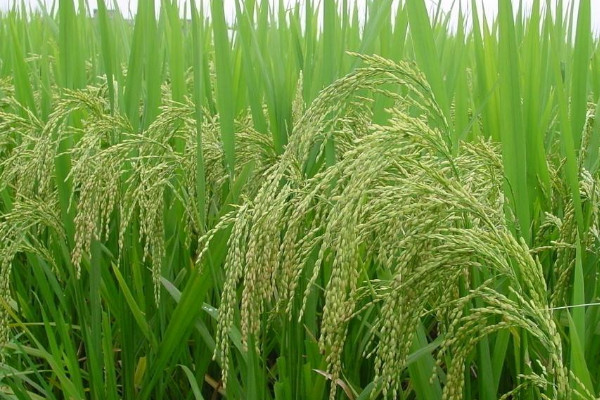 水稻种植技术与管理