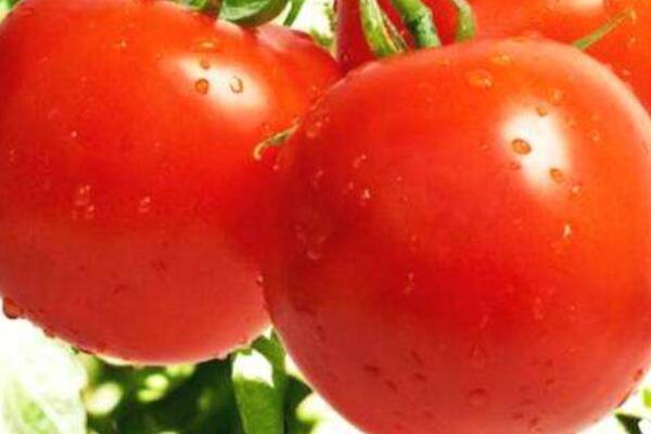 西红柿后期怎么浇水