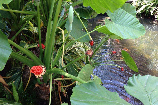 滴水观音突然开花寓意